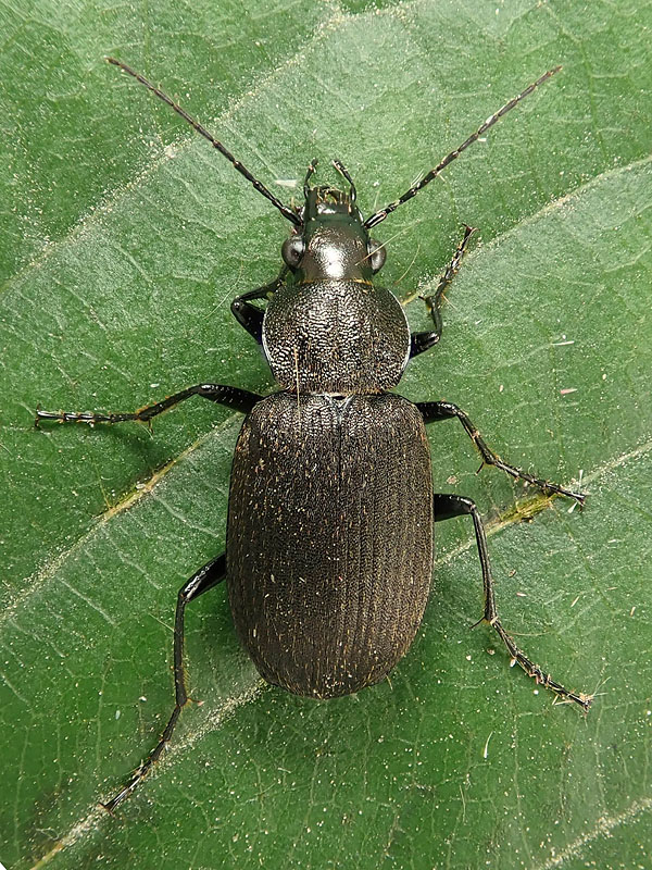 Carabidae: Chlaenius tristis ? S